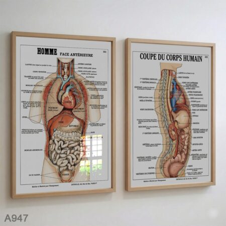 2 tableaux décoratifs coupe anatomique – Affiche organes internes Corps humain – planche médicale classique  décor cabinet & salle médecin