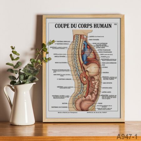 Tableau anatomie estomac intestin : Coupe du corps humain vintage – Affiche médicale pour décoration murale, Bureau, salle d’étude ou bibliothèque