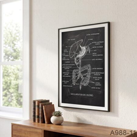 Tableau Système Digestif - illustration de santé Gastro-entérologue |  Affiche Décoratif Vascularisation des Viscères encadré au Maroc