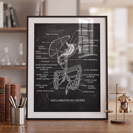 Affiche système Digestif & Estomac  - Schéma Médical Gastro-entérologue | Tableau Décoratif Vascularisation des Viscères avec Cadre Noir pour 