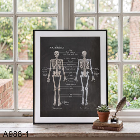 Tableau Décoratif Anatomie Squelette - Poster Médicale au Maroc. décor murale cabinet médecin & Kinésithérapeute