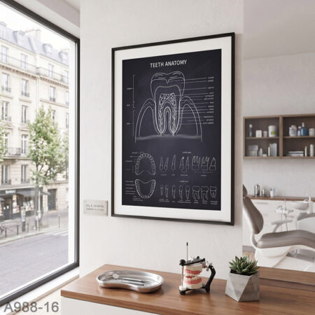 Tableau Décoratif Anatomie de la Dent - Affiche Schéma Dentaire Détaillé Maroc, décoration salle & cabinet Dentiste ديكور عيادة طبيب